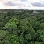 Gabon: Des forêts en bonne santé pour des personnes en bonne santé