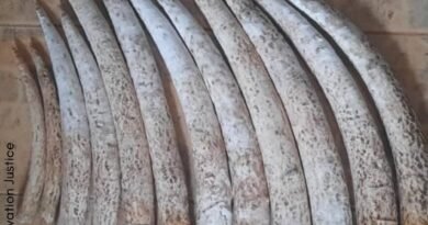 Gabon/Fougamou : deux présumés trafiquants d’ivoire interpellés et un au village Imenou