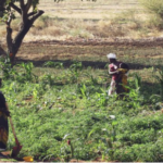 Récoltes agricoles De mauvaises résultats dans le Moungo