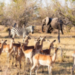 Une étude alerte sur la dégradation écologique en Afrique: 61 % des écozones en situation non durable