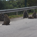 Douala : La ville envahie par des rats.