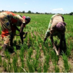 Changement climatique : Des longues pauses des pluies dans la ville de Garoua.